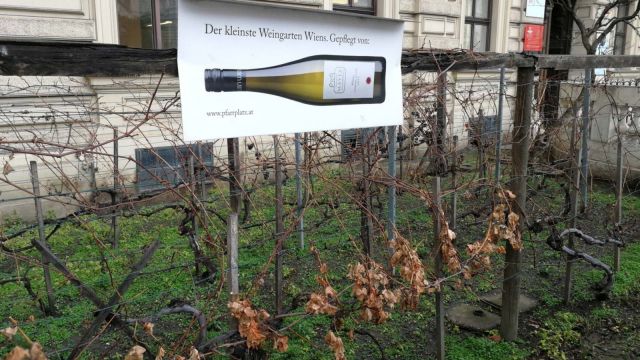 Smallest and oldest Vineyard in Vienna © echonet.at / rv